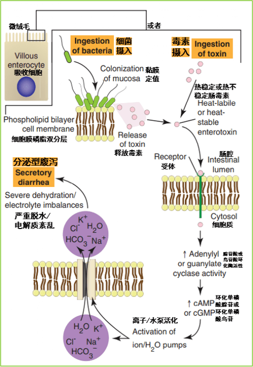 腹瀉.png